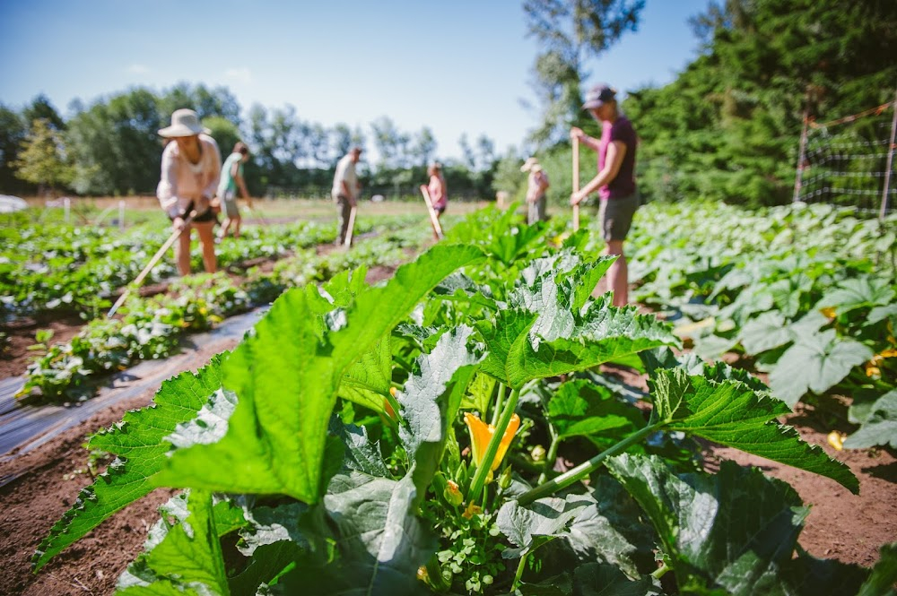 The Planting : 