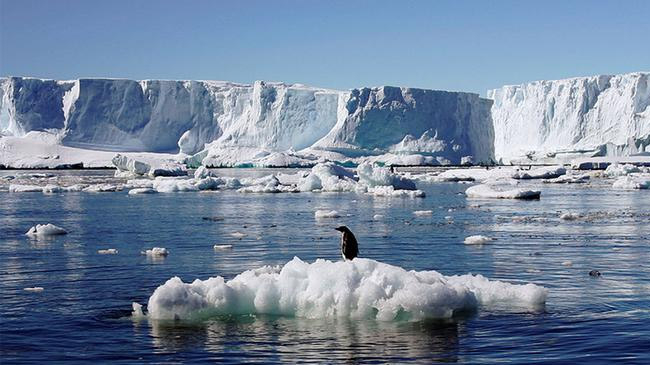 Ice Bears of the Beaufort : 