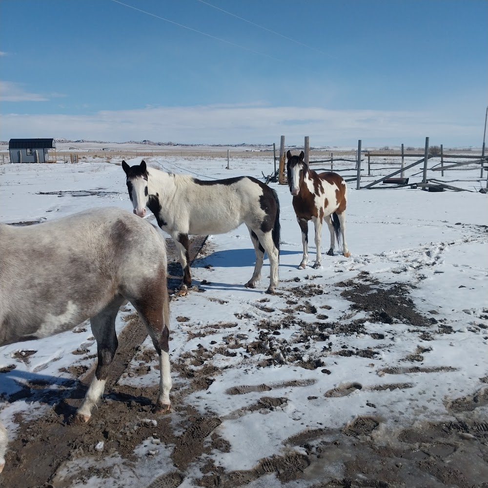 The Rider : Jandreau Performance Horses ranch