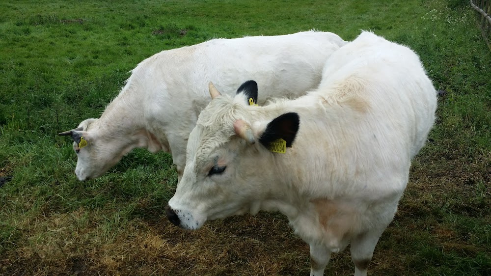 The Royal Bodyguard : farm buildings and Marsh Wood