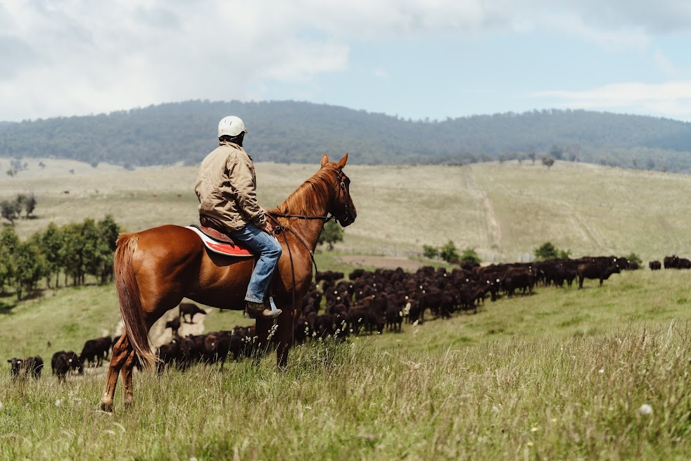 The Silver Brumby : 