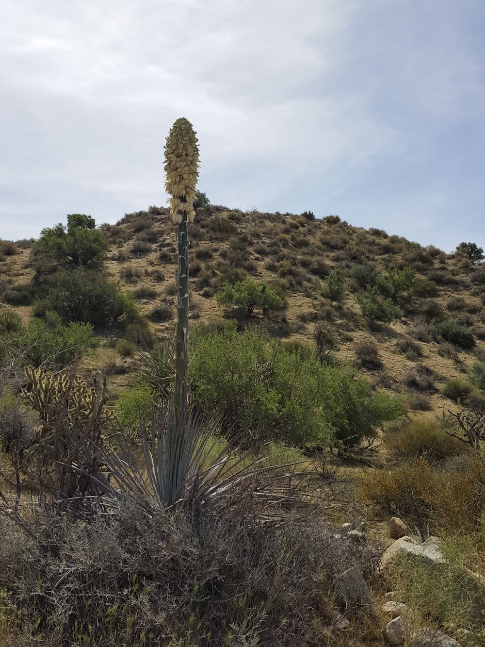 Taquito Patrol : Desert Locations