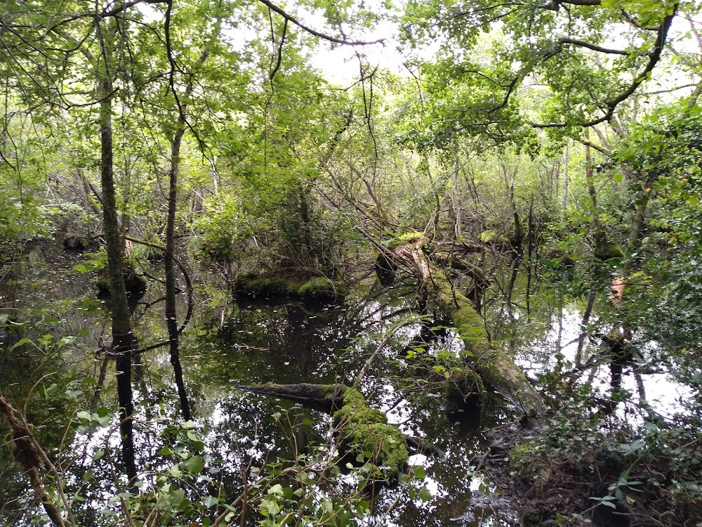 Thérèse Desqueyroux : forest