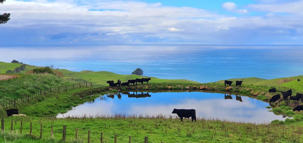 Luella Miller : location: Takapau, Central Hawke's Bay