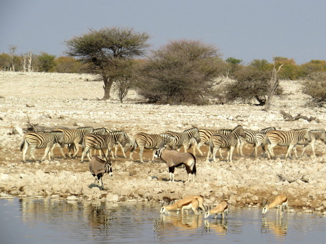 Dirkie : filmed in South-West Africa in the Namib Desert Etosha Pan Kalahari Gemsbok Park