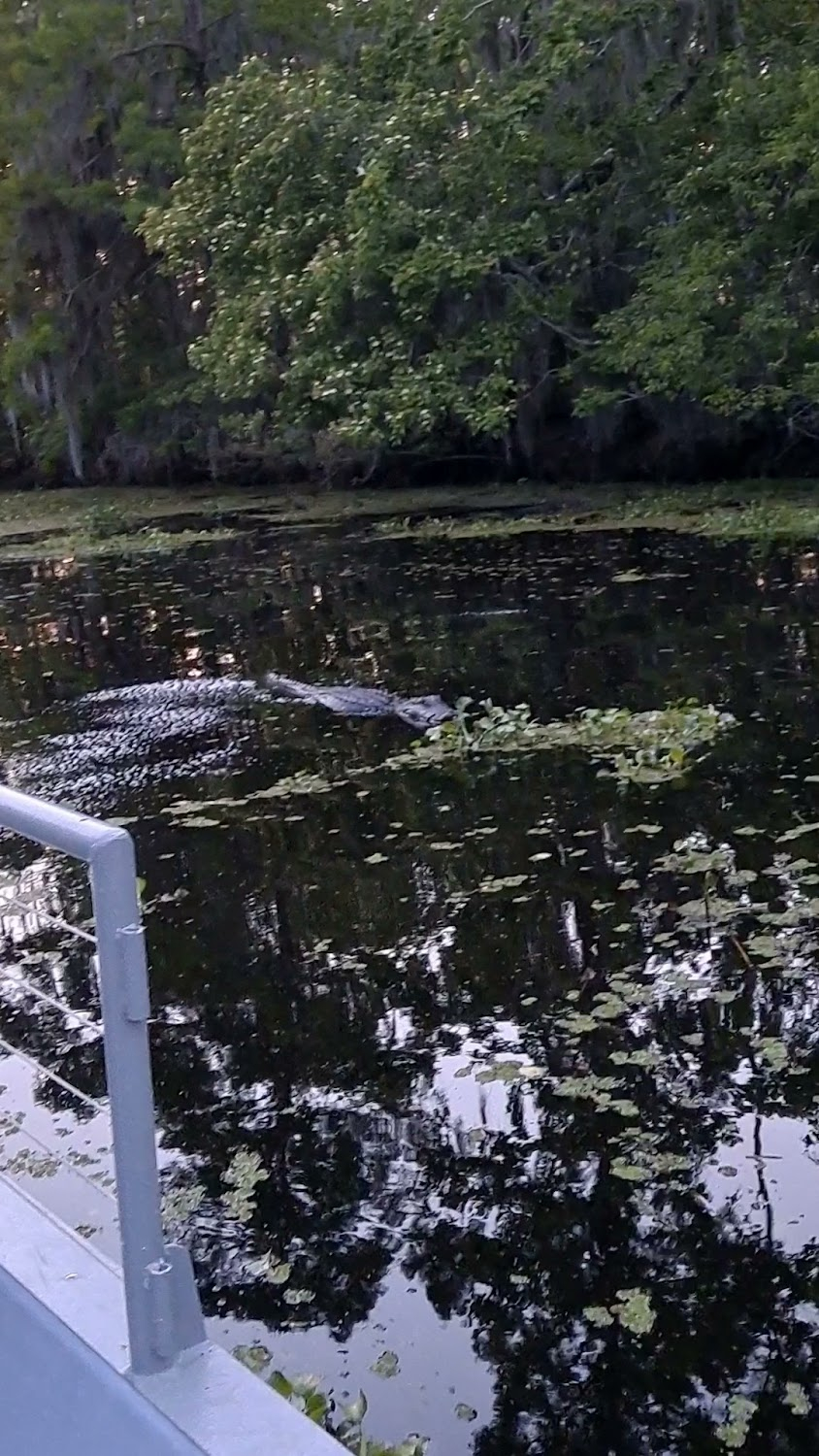 Trailer Park Shark : 