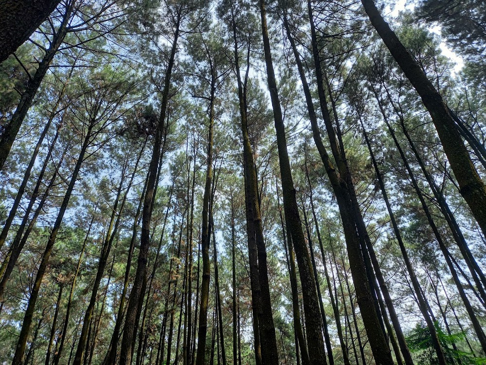 Ular Tangga : forest in the mountain