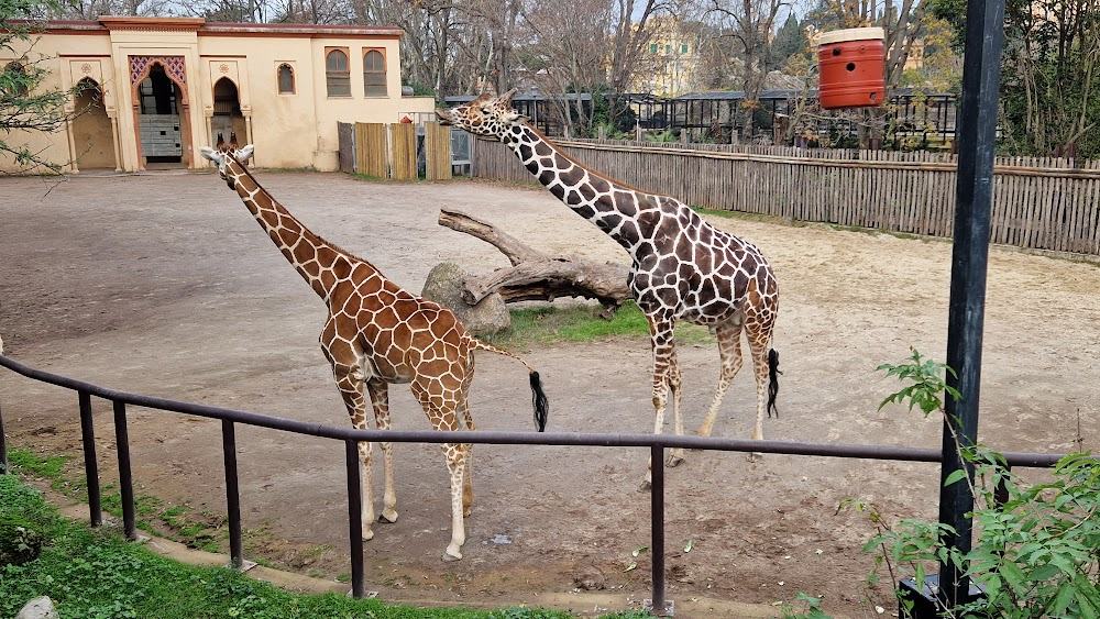 Un fiocco nero per Deborah : zoo where animals get upset