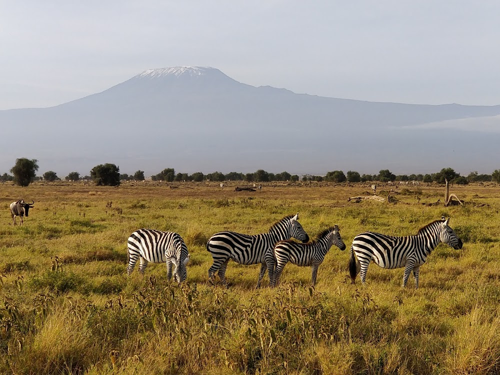 Africa's Elephant Kingdom : 