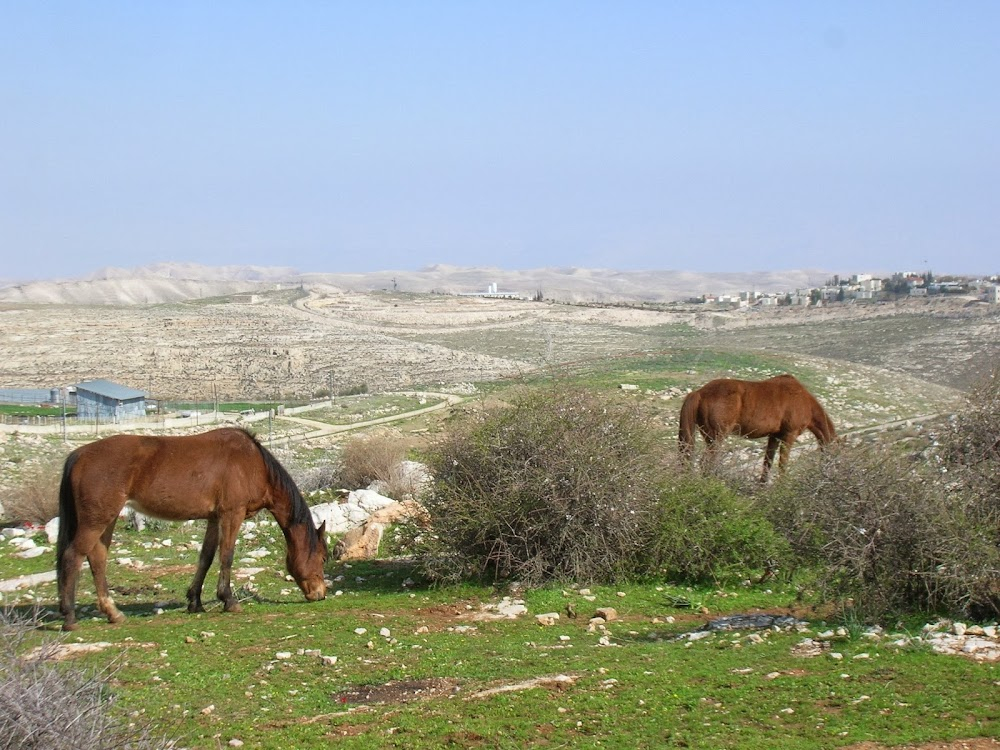 Unsettling : Jewish Settlement