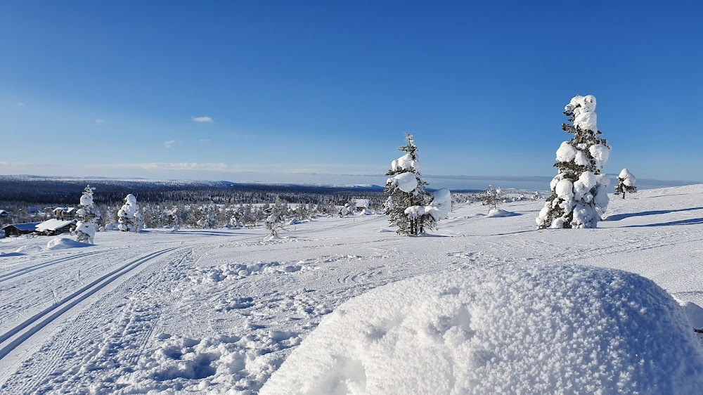 Valkoinen peura : 