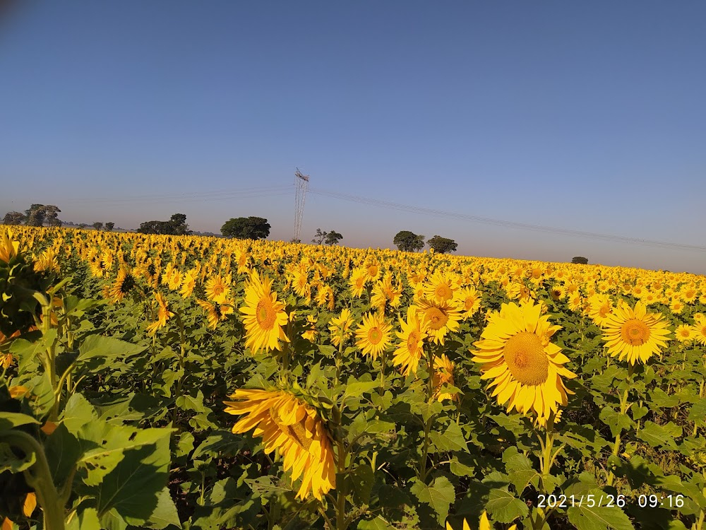 Veggie Killers: Green Hell : on location