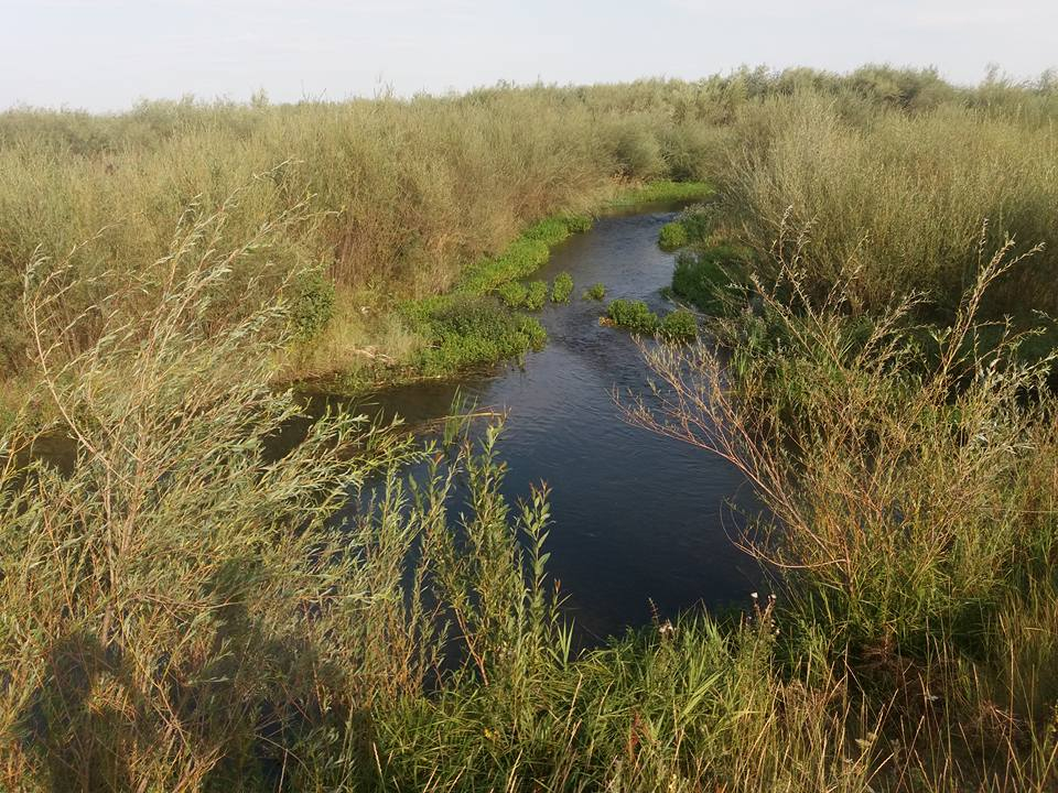 Here, the Sea Is Green : 