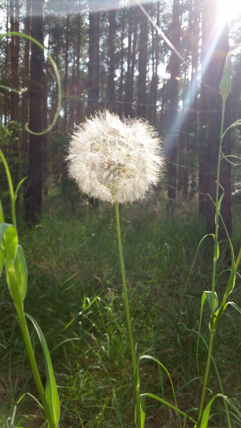 Was nützt die Liebe in Gedanken : 