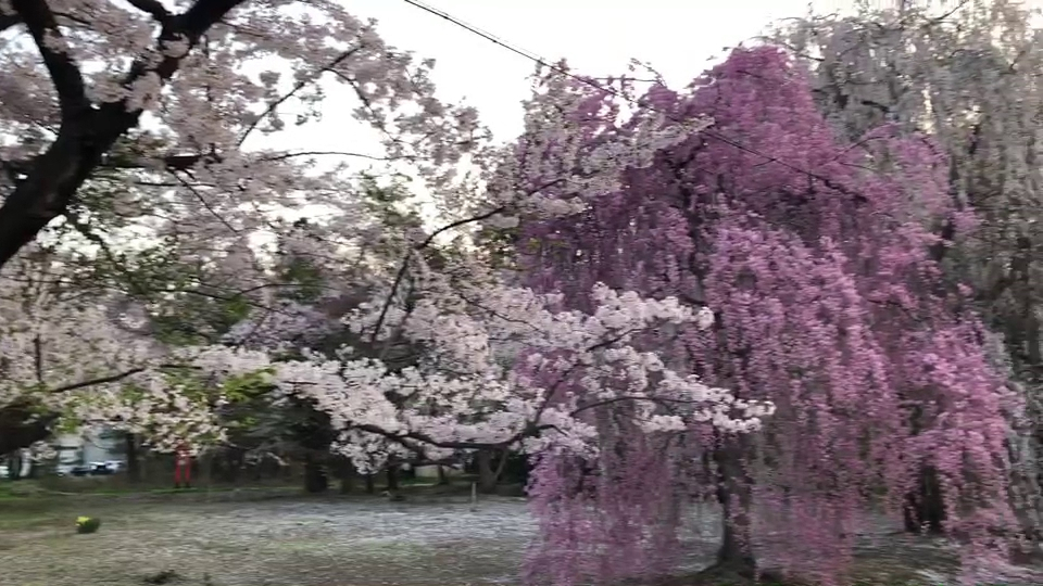 Mount Hakkoda : 