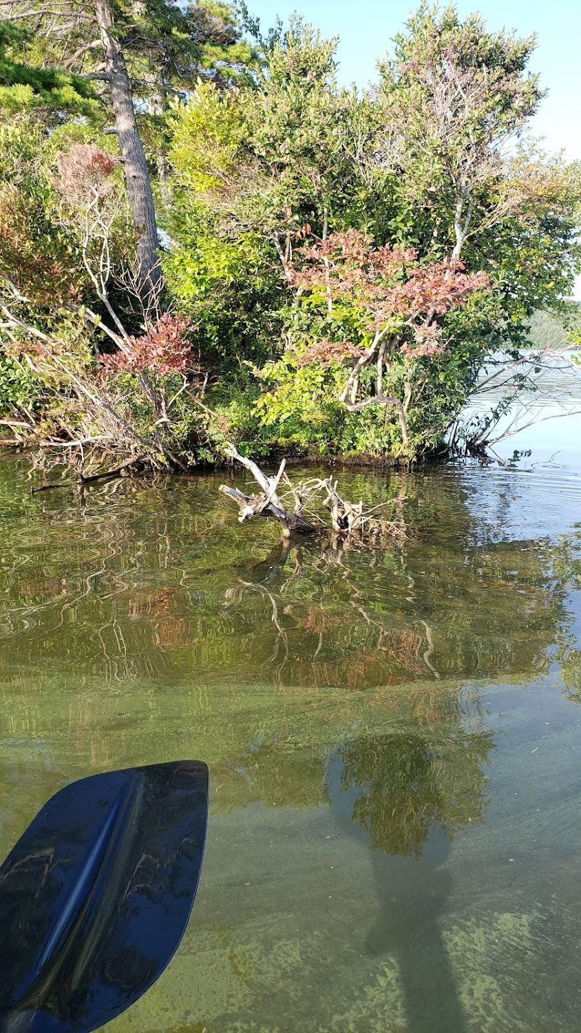 Webgirl : Car in Lake