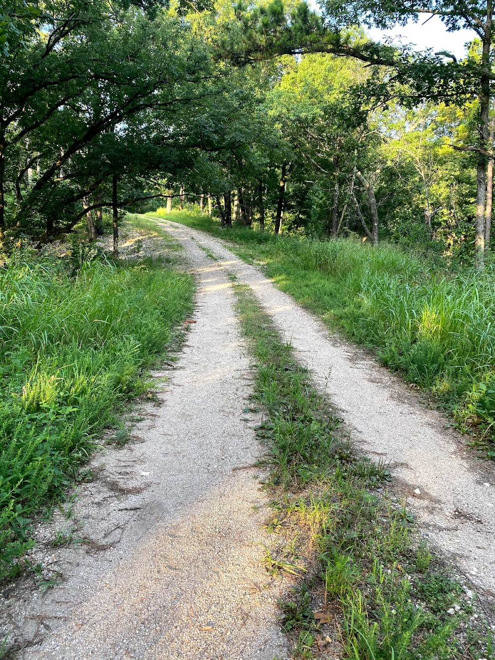 Where the Red Fern Grows : 