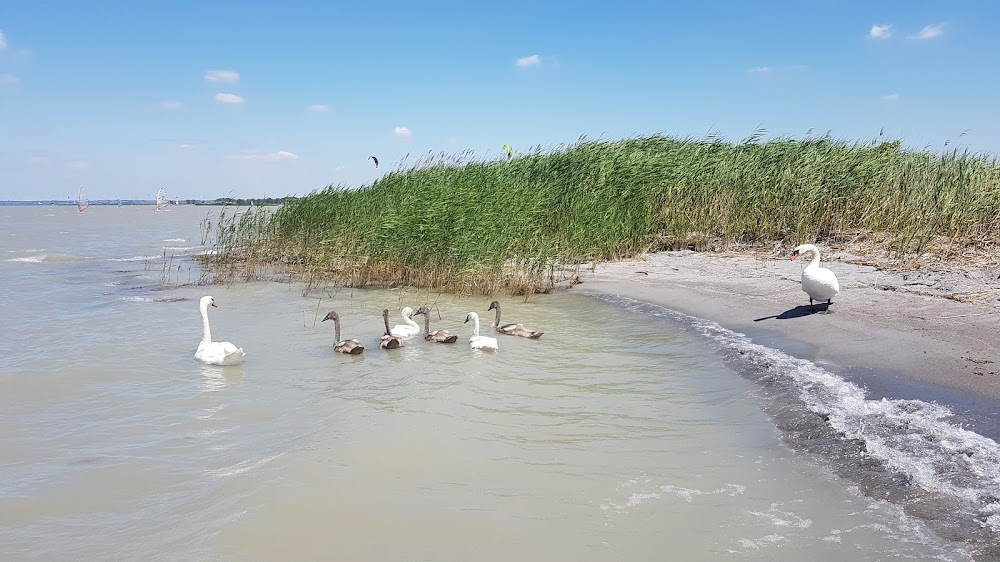 Wie füttert man einen Esel : aka Puszta