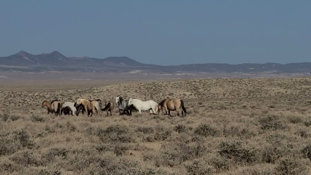 Wild Beauty: Mustang Spirit of the West : on location