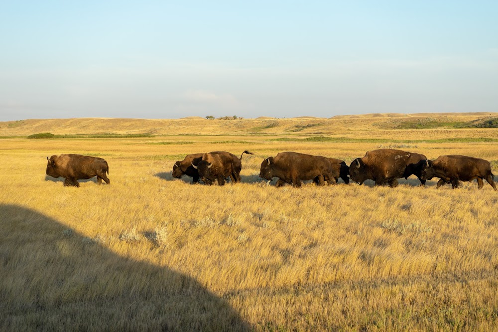 Wild Prairie Man : on location