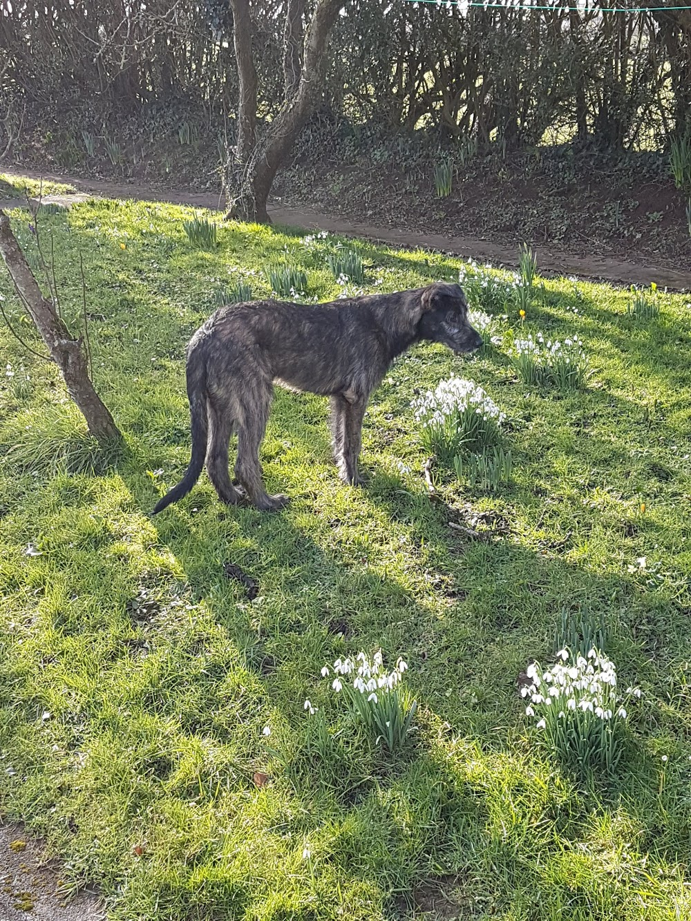 Wolf : Ewenny Priory