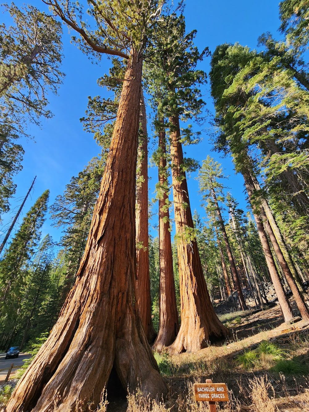 Secret Yosemite : Giant Sequoia forest fire