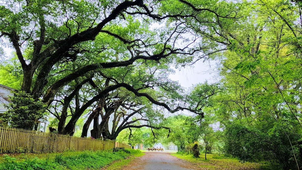 Yum, Yum, Yum! A Taste of the Cajun and Creole Cooking of Louisiana : Atchafalaya River scenes