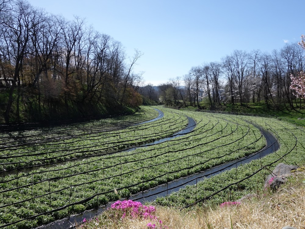 Yume : The Watermill village