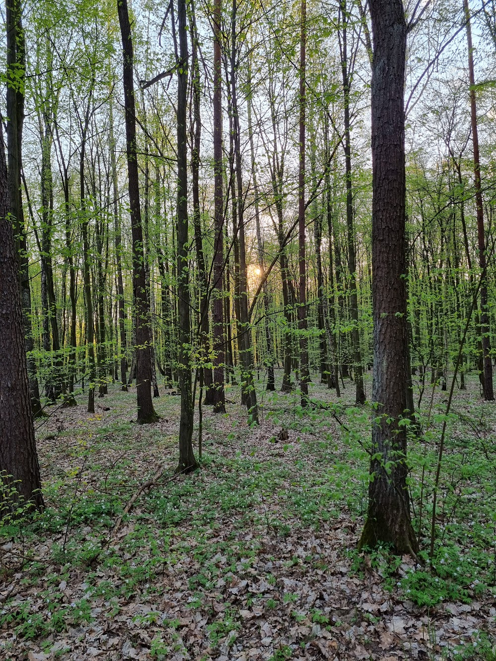 Zielona granica : landscape park