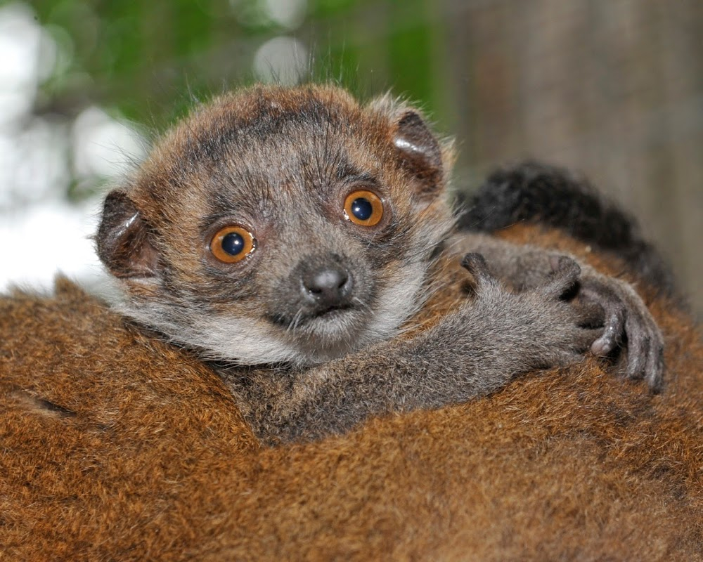 Zoboomafoo : live lemur segments